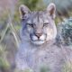 Estancia Laguna Amarga – Territorio de Cría y Caza para el Puma