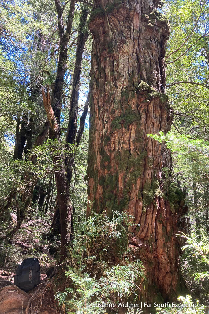 Tagua Tagua Alerce Patagonische Zypresse Wald