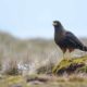 Expedición Ornitológica a Cabo de Hornos