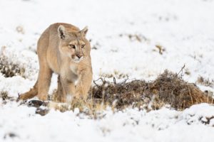 Patagonian puma