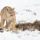 Puma Sightings in Winter – Landscapes, Adventure, and Nature