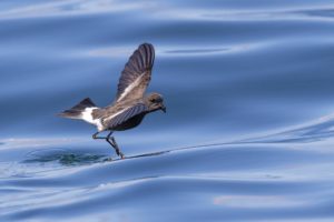 golondrina de mar pincoya