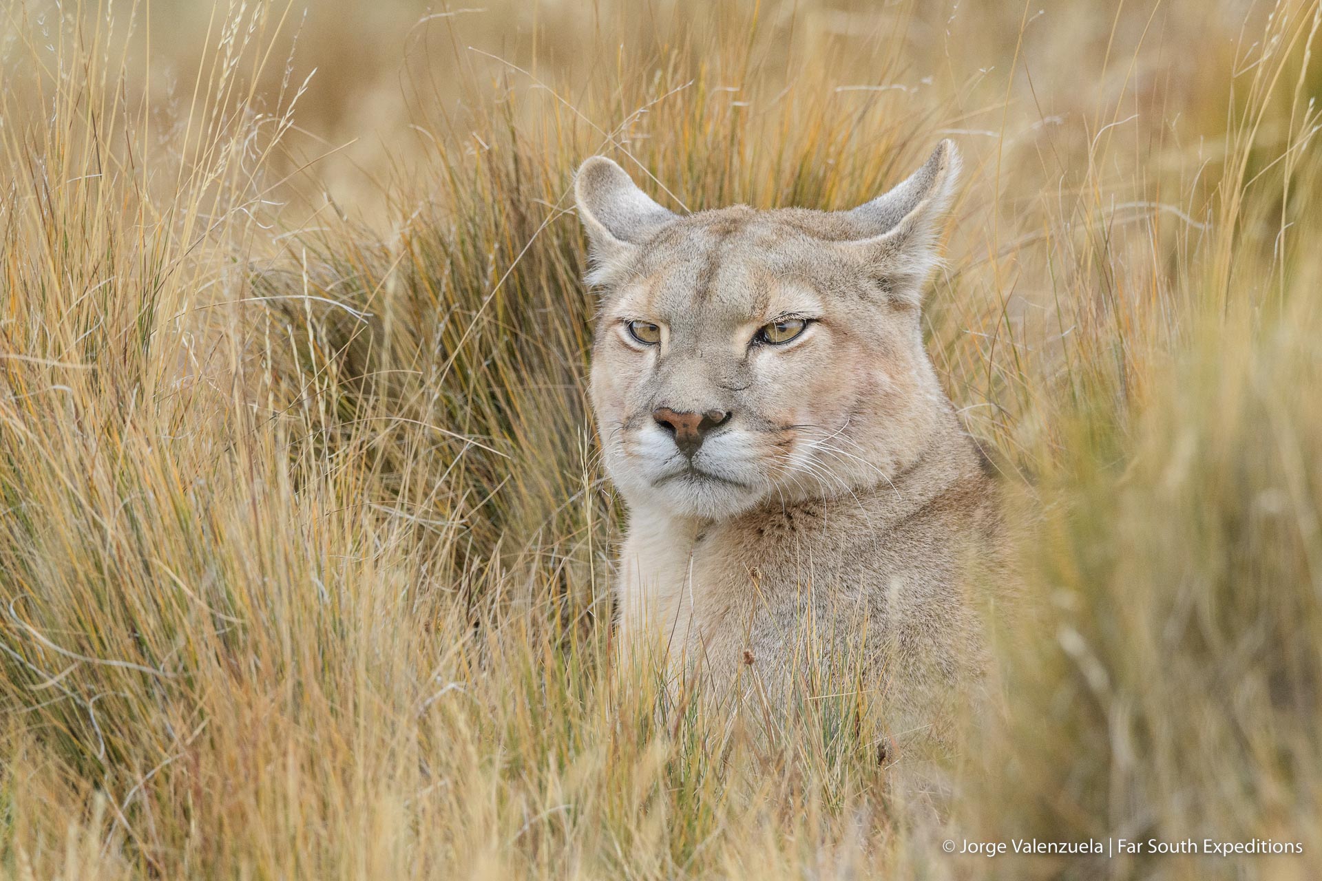 puma tracking in patagonia