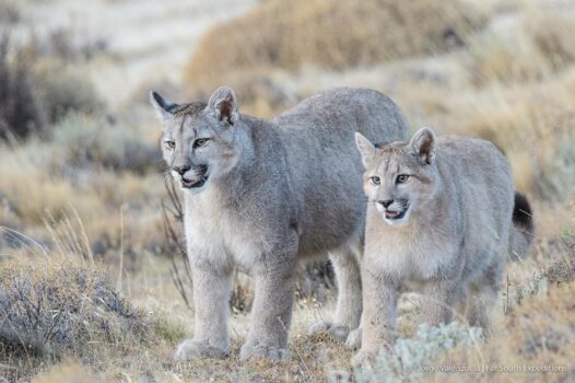 puma tracking in patagonia