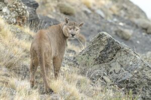 puma tracking in patagonia