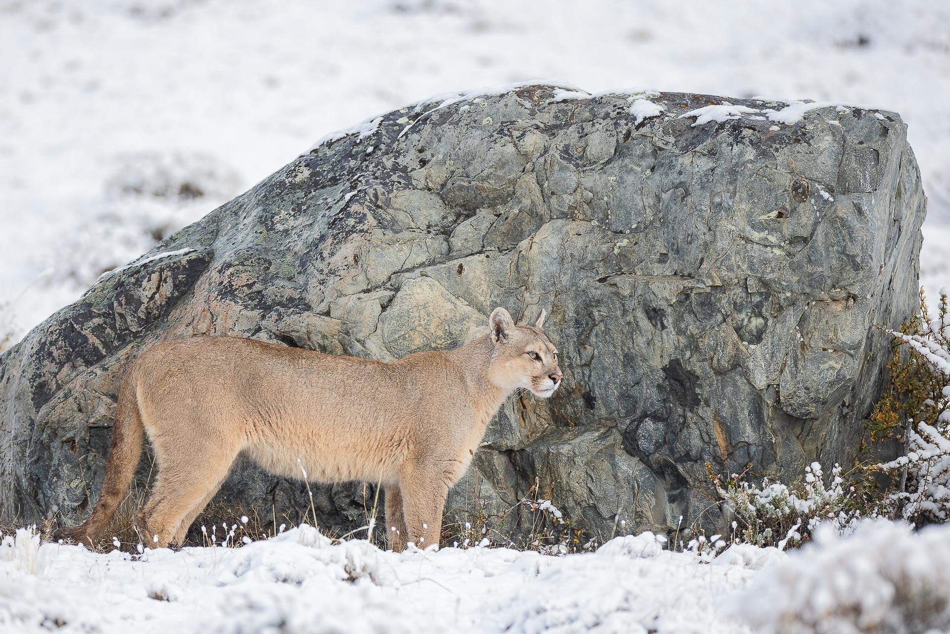 patagonian puma photography trip