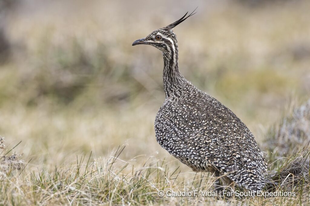 elegant crested tinamou birding patagonia
