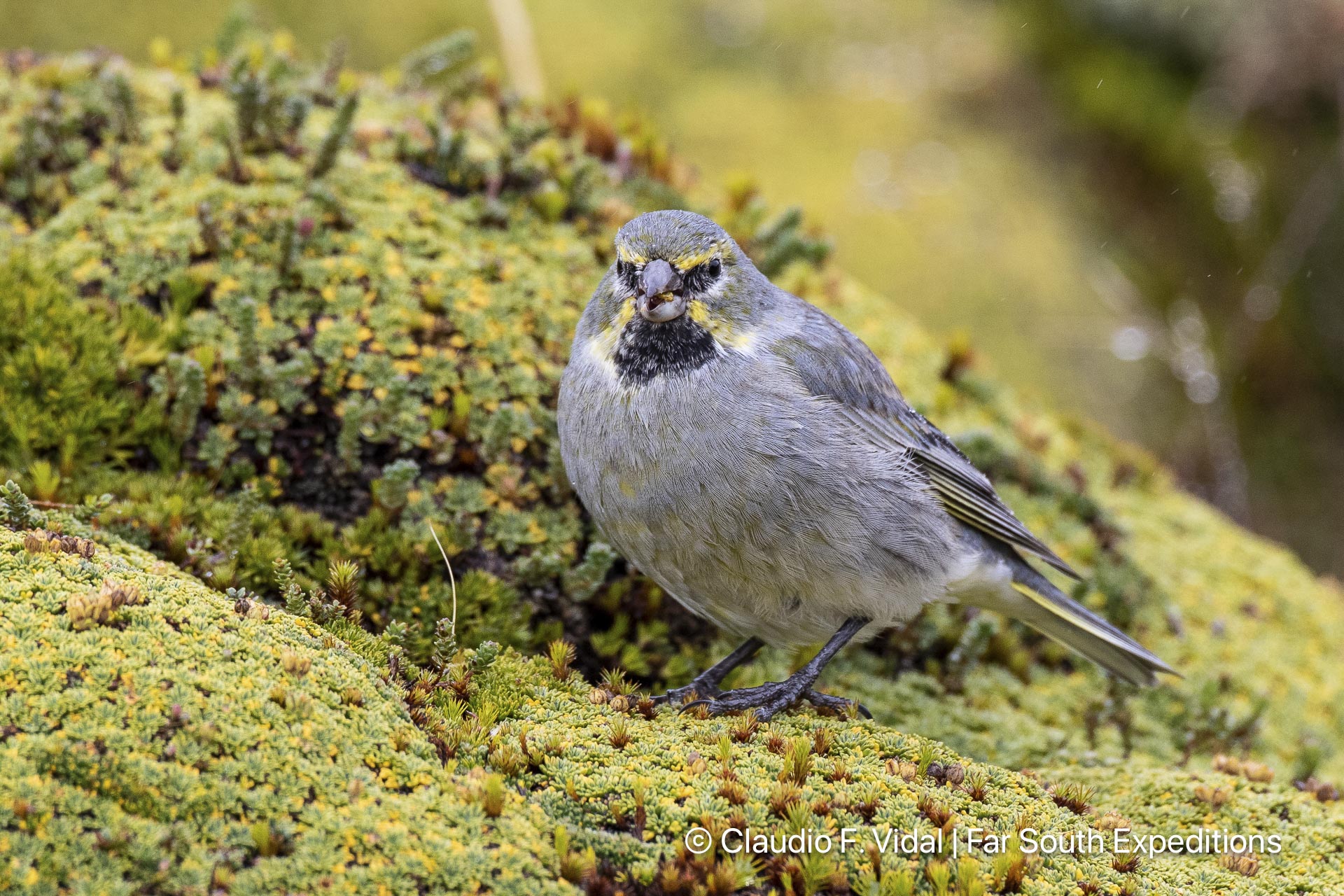 yellow-bridled finch, melanodera xanthogramma