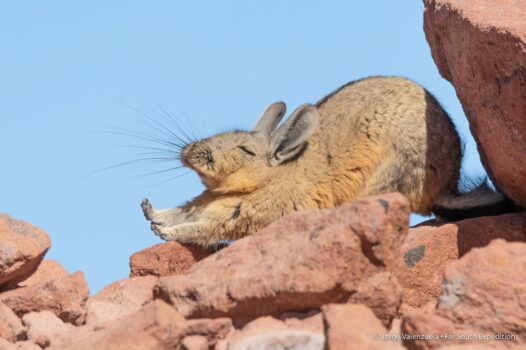 atacama photo trips wildlife safaris