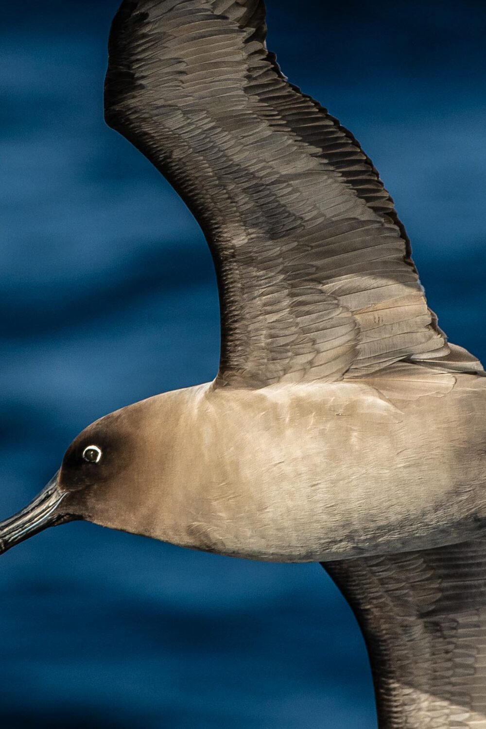 atlantic odyssey wildlife cruise-1354