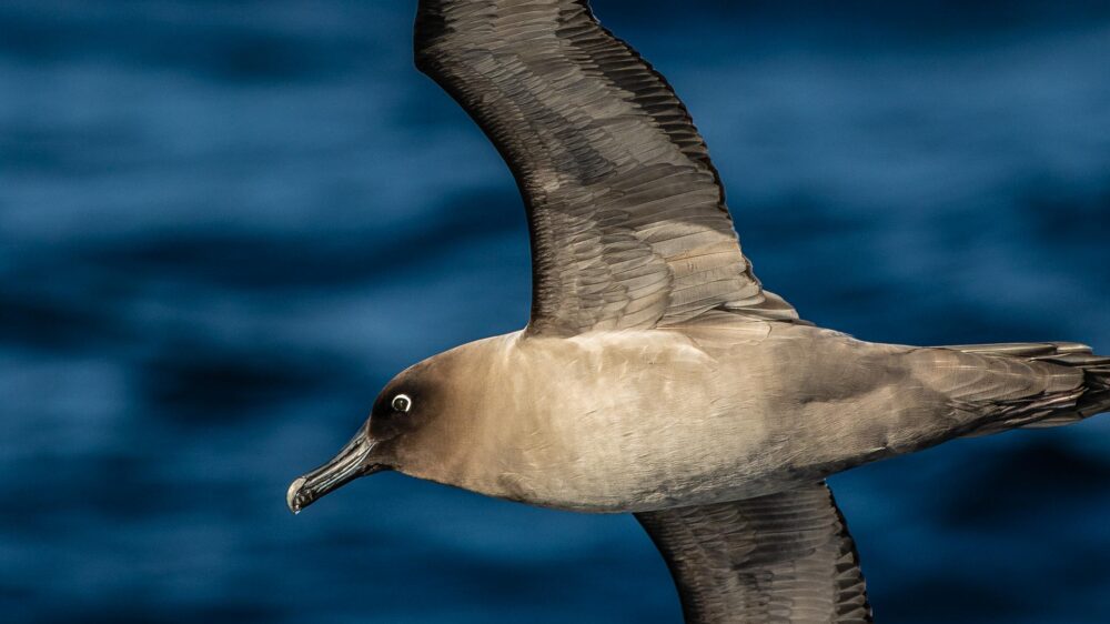 atlantic odyssey wildlife cruise-1354