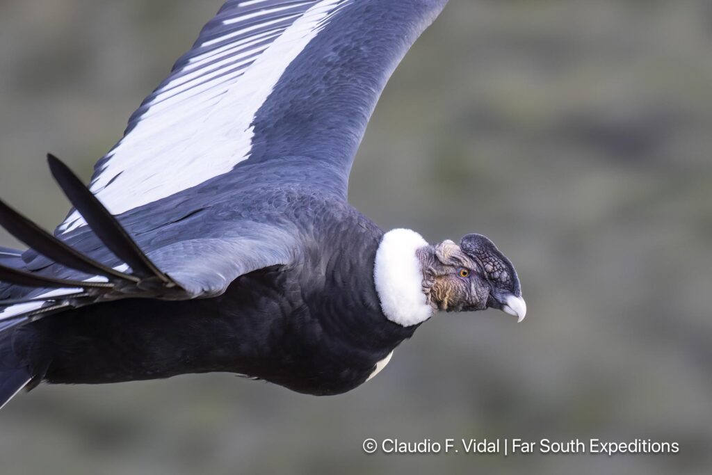 andean condor vultur gryphus