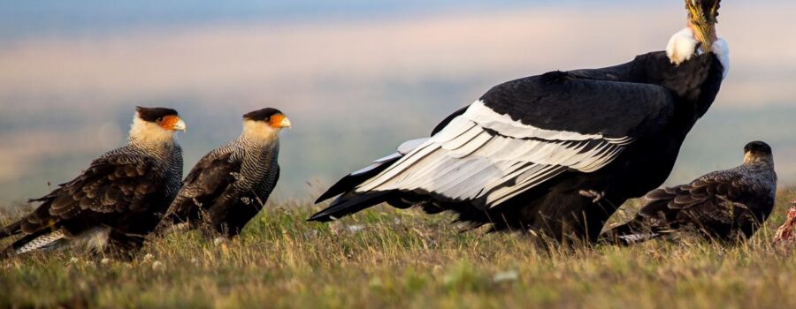 condor photo hide olga teresa ranch