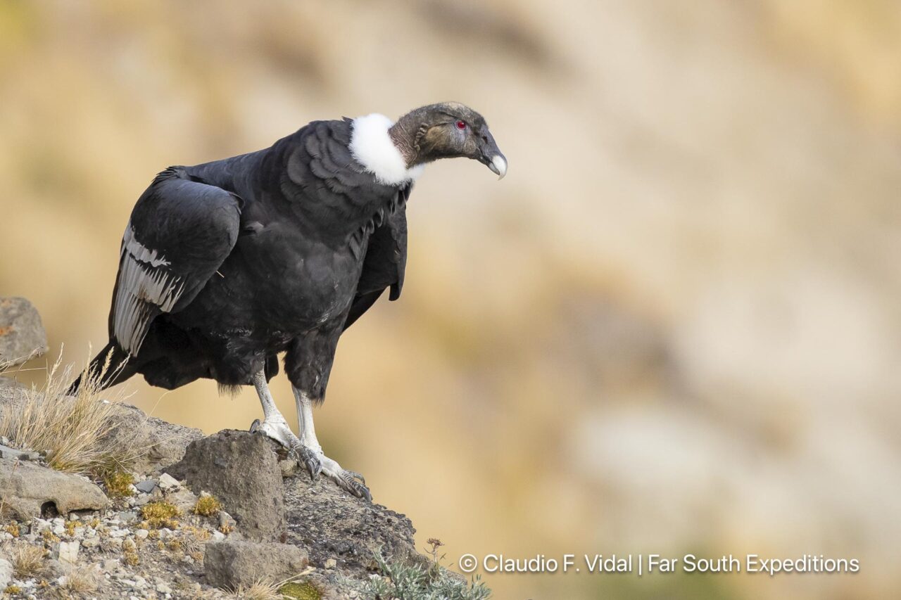 condors of patagonia day trip from Punta Arenas