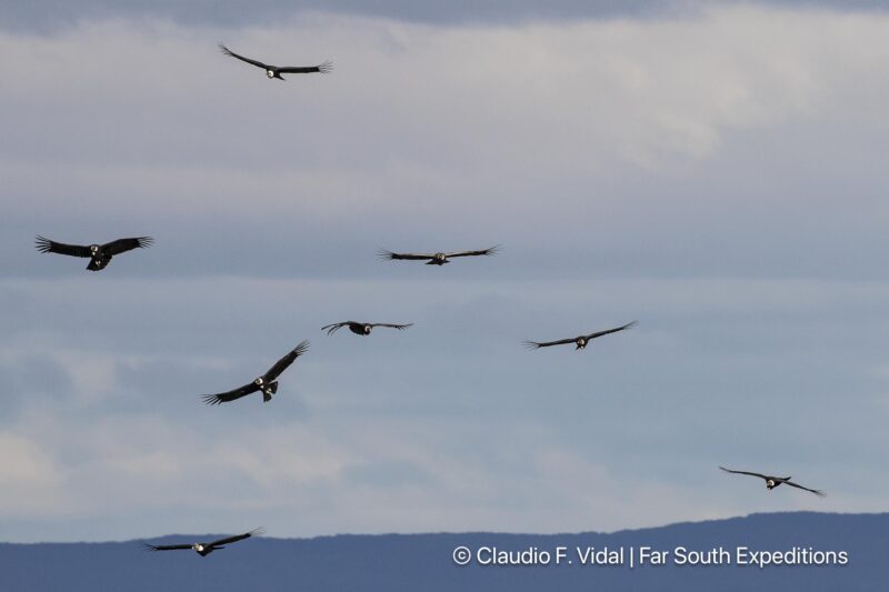 condors of patagonia day trip from Punta Arenas