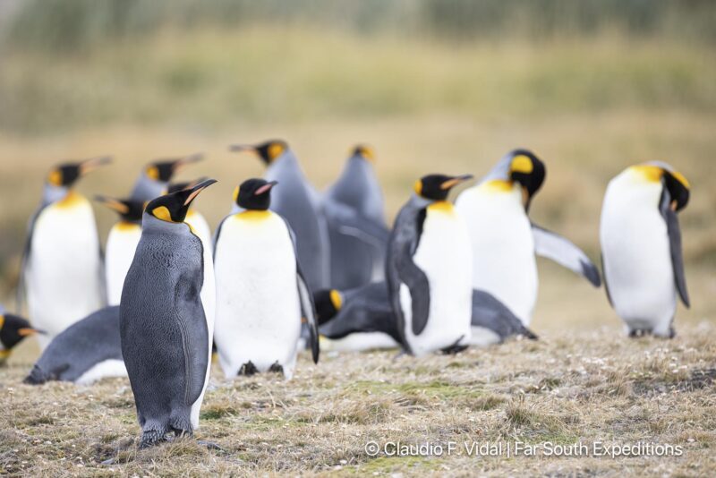 king penguins of tierra del fuego
