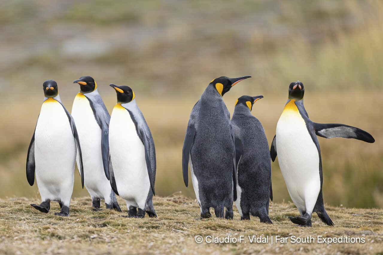 king penguins of tierra del fuego