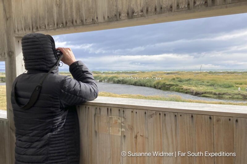 king penguins of tierra del fuego
