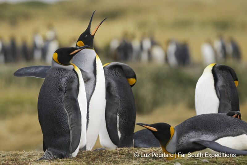 king penguins of tierra del fuego