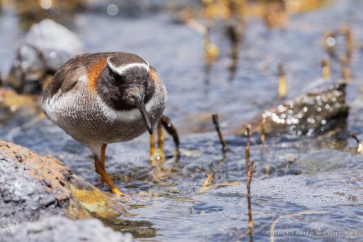 birding chile