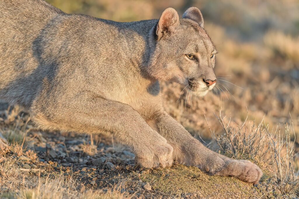 Patagonian Puma © Jorge Valenzuela, Far South Expeditions