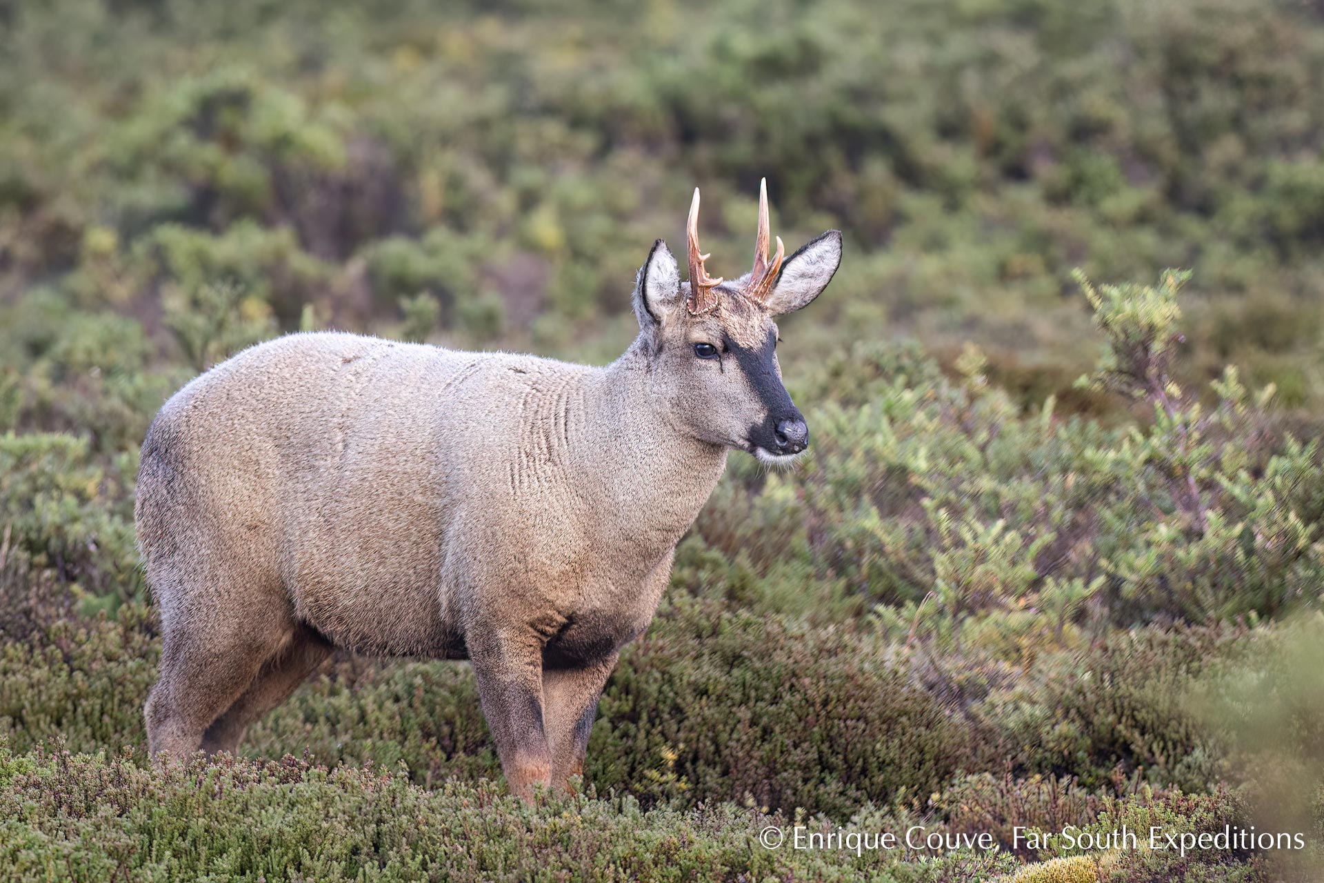 Huemul southern Andean Deer O'Higgins NP