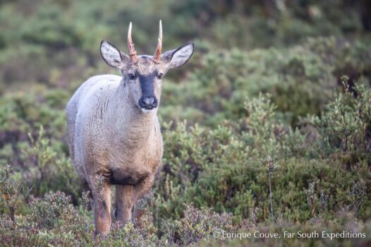 Huemul South Andean Deer