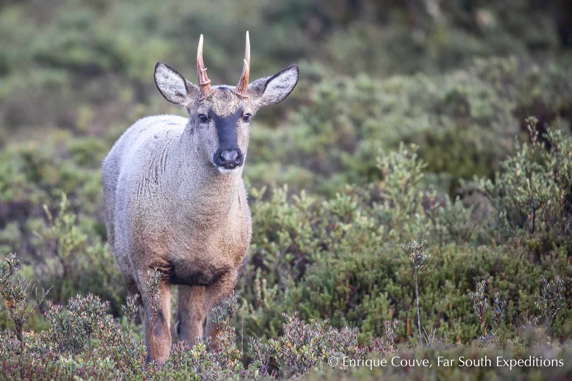 Huemul South Andean Deer