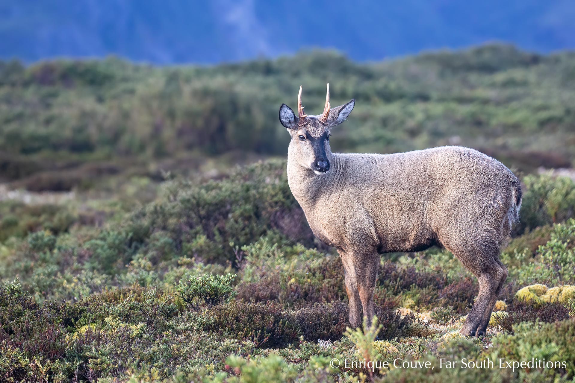 Huemul Southern Andean Deer