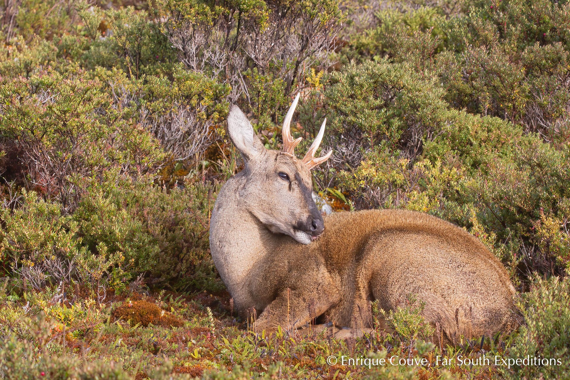 Huemul South Andean Deer