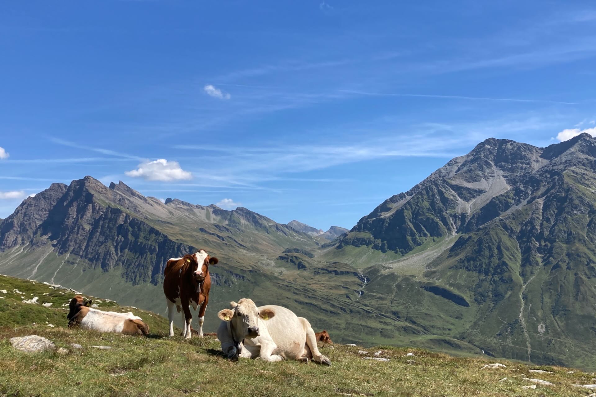 Wild Switzerland Cows