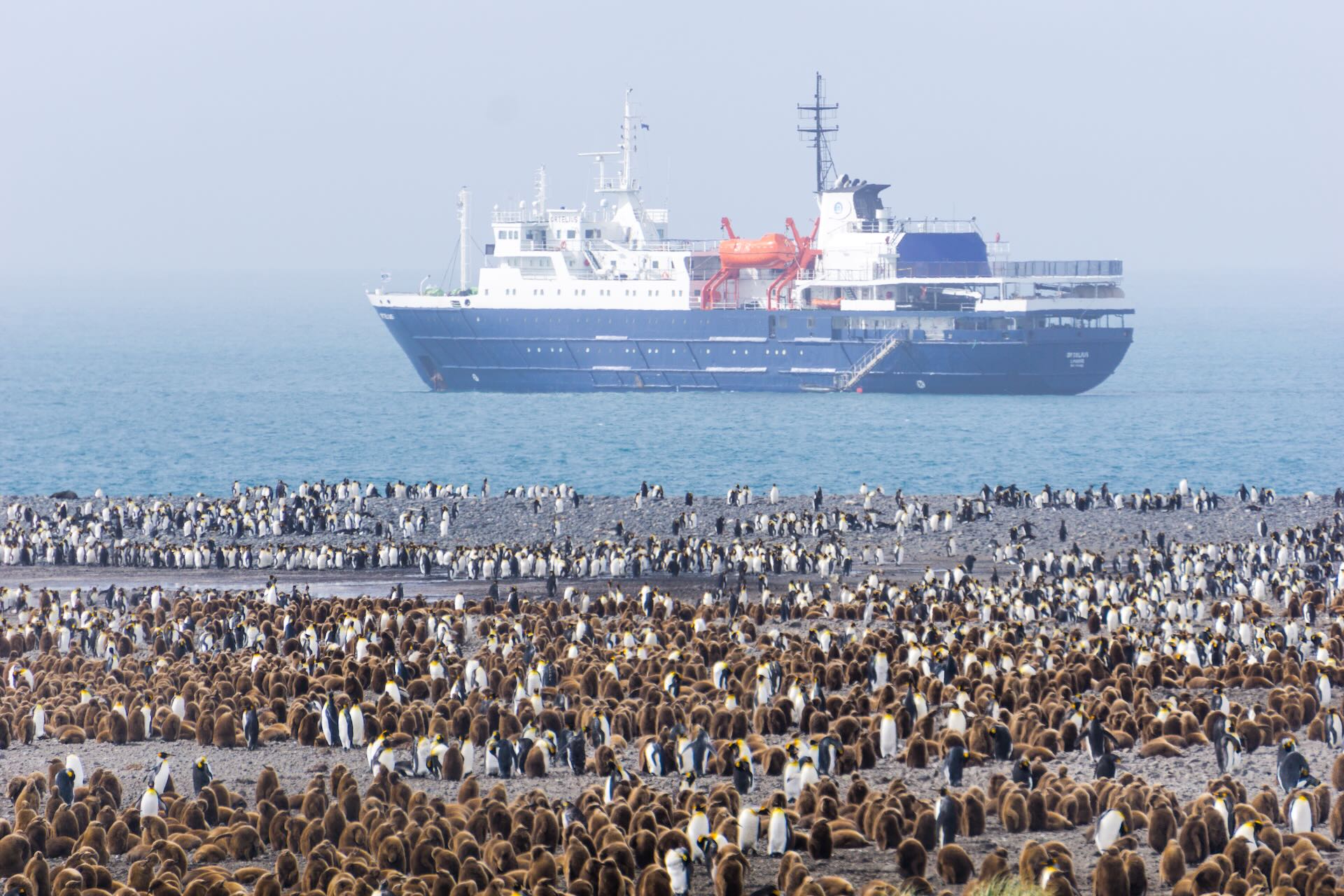 Penguins M/V Ortelius