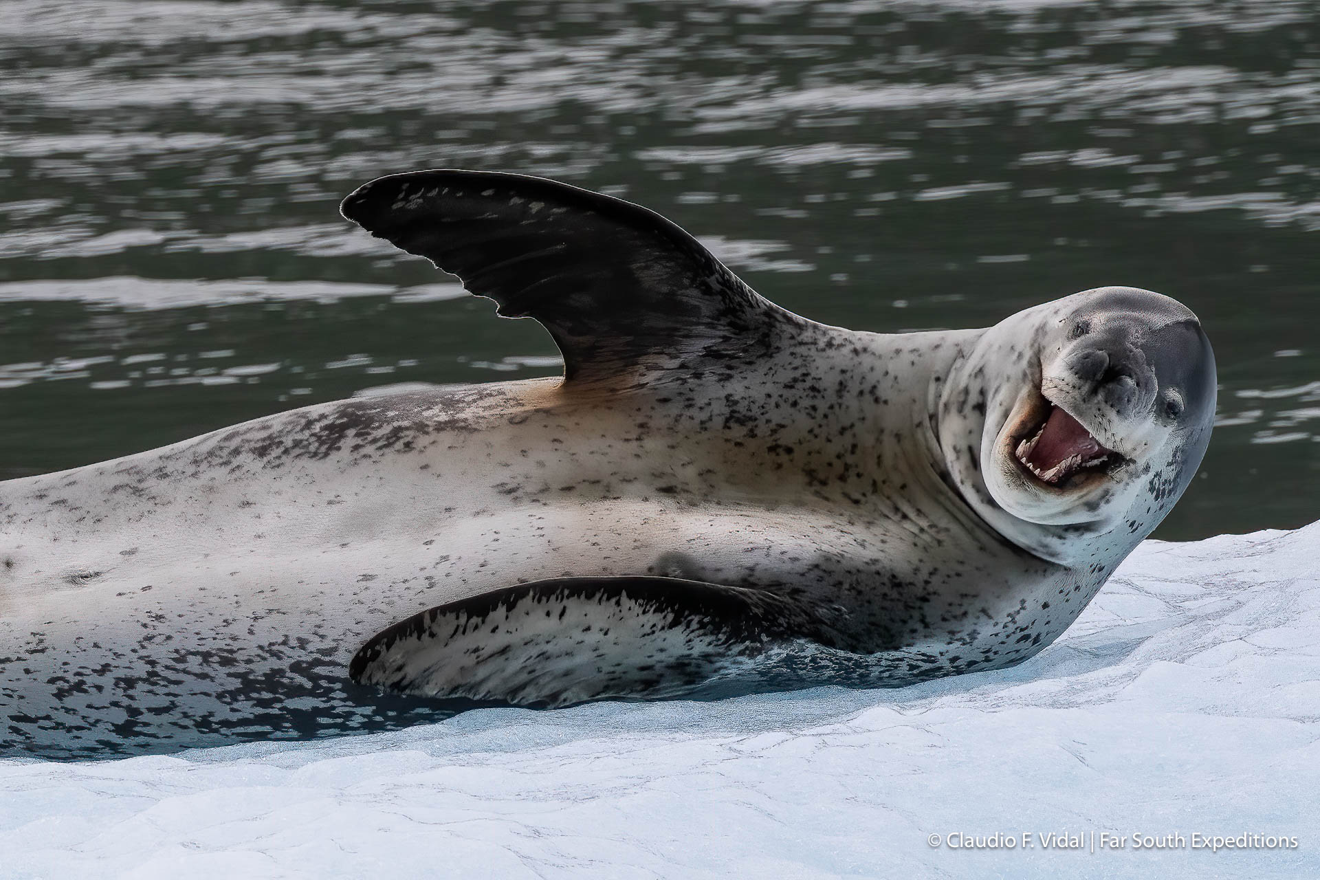leopard seal