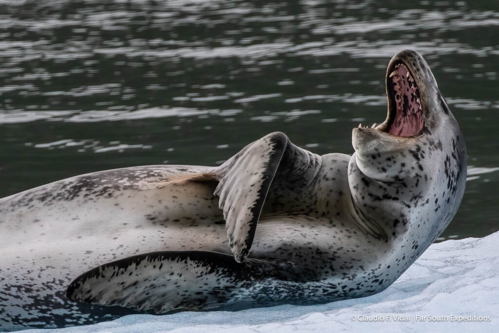 leopard seal