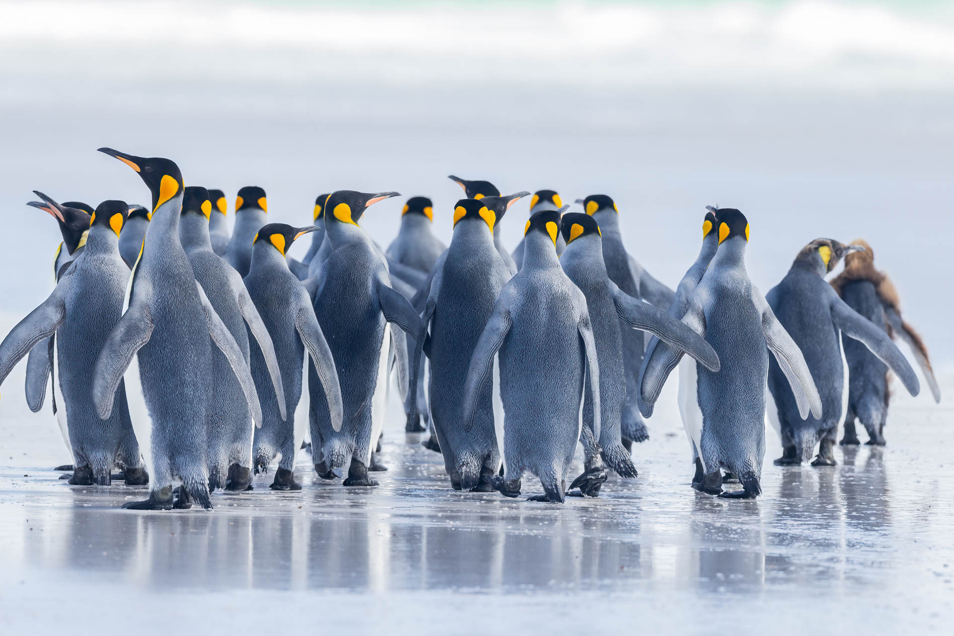 king penguins falkland island trips