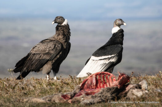 Patagonia condor watching trips