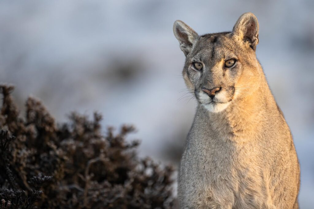 puma tracking trips