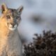 Essential Gear for Puma Photography