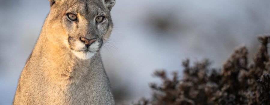 puma tracking trips