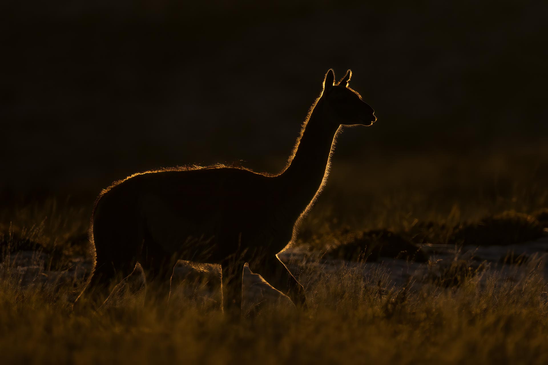 ultimate Patagonia wildlife trip