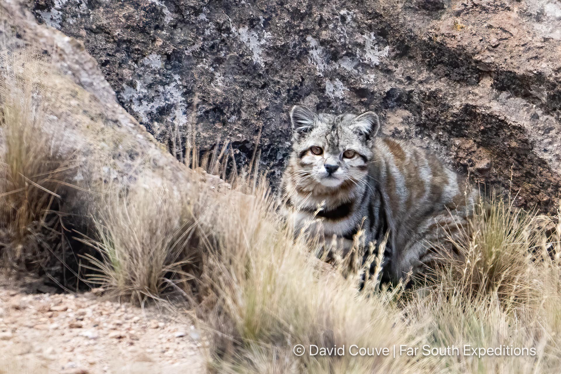 Andean And Pampas Cats Small Felids Of The Chilean Altiplano