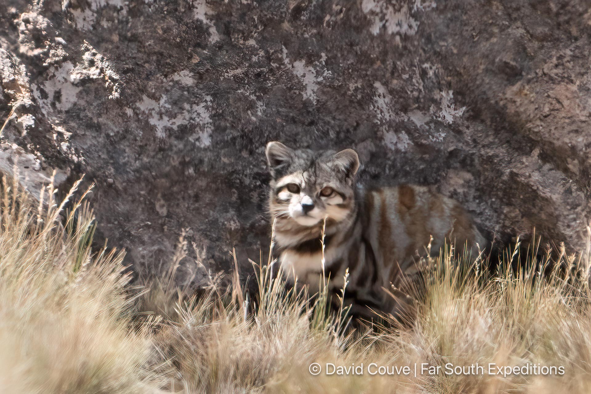 andean cat leopardus jacobita