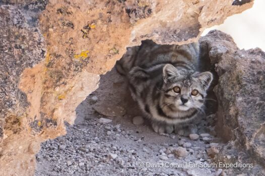 andean cat leopardus jacobita