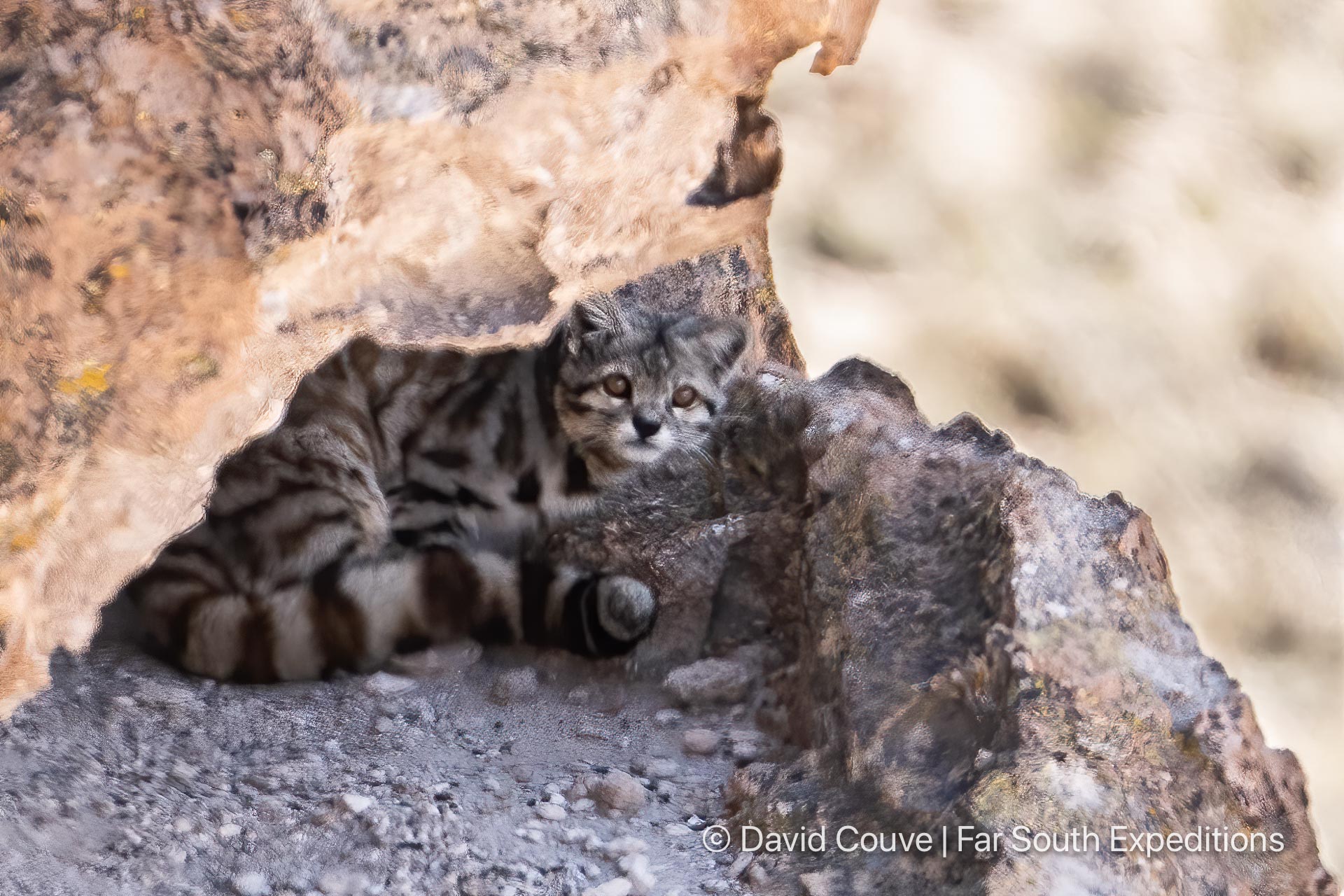 andean cat leopardus jacobita