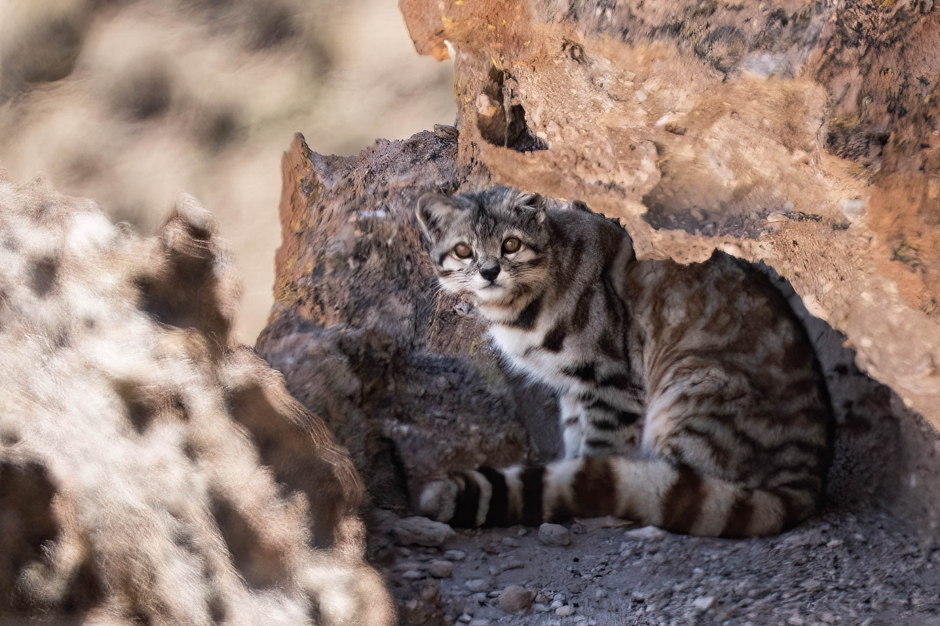 andean cat leopardus jacobita