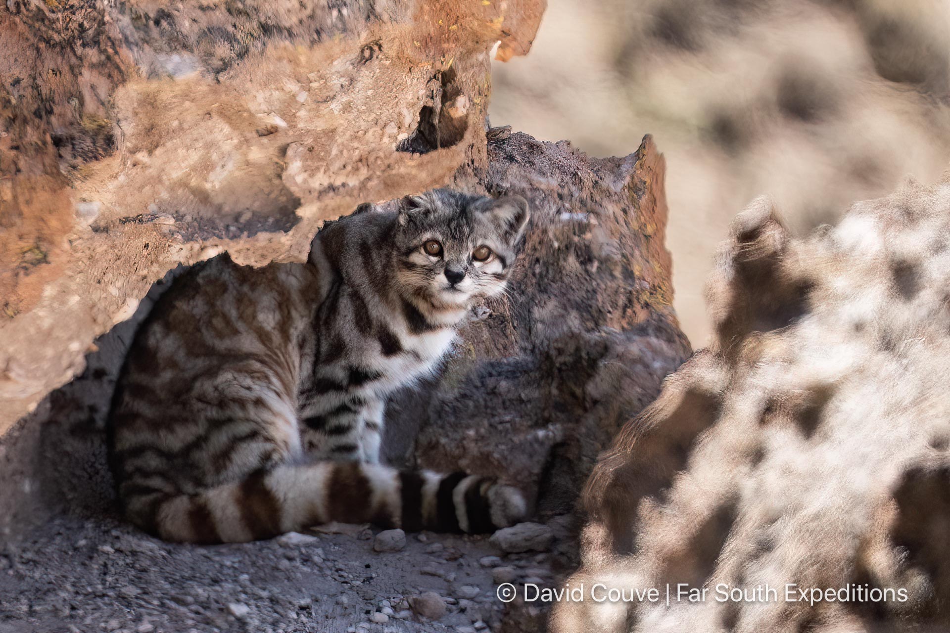 andean cat leopardus jacobita