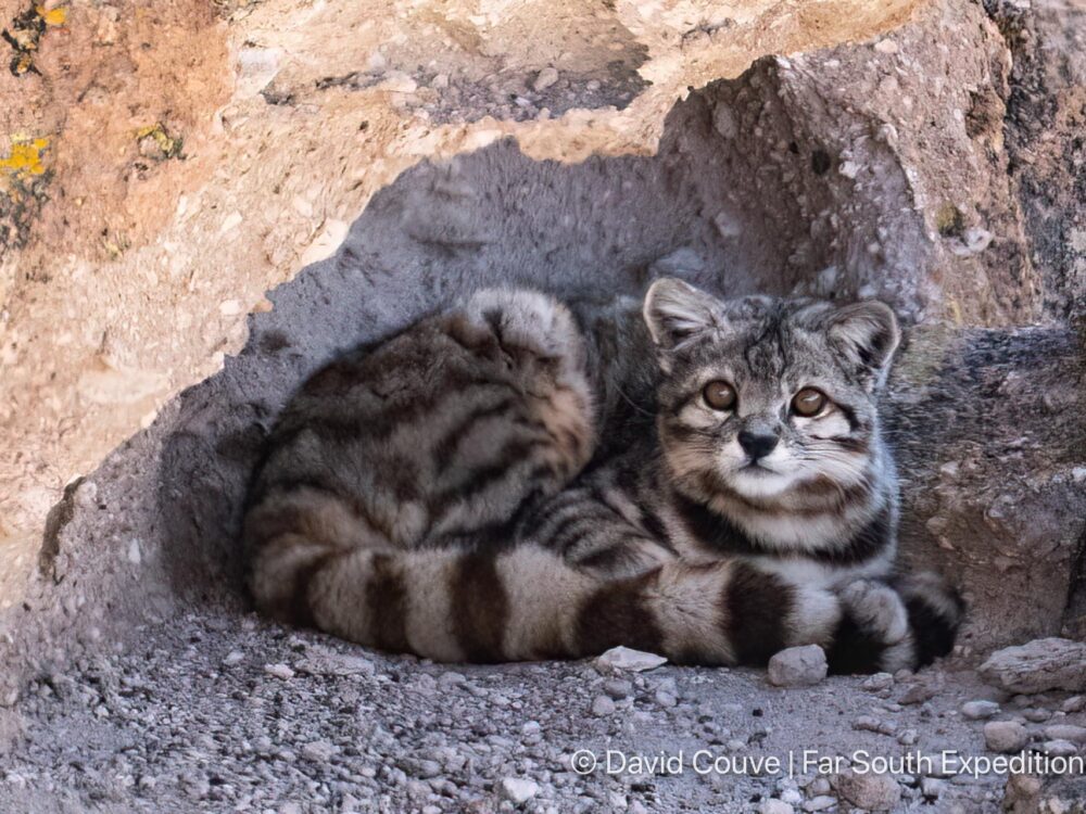 Andean-Cat-Far-South-Expeditions-David-Couve-DSC07693