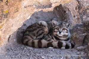 andean cat leopardus jacobita