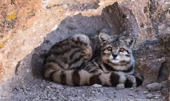 andean cat leopardus jacobita