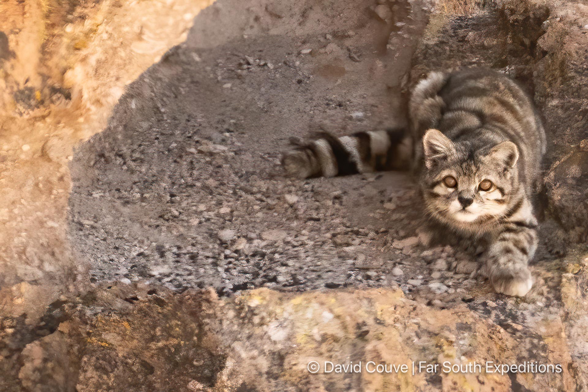 andean cat leopardus jacobita